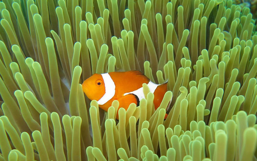 菲律宾长滩潜水攻略,菲律宾长滩岛潜水要满18吗