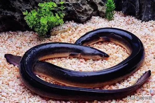 鳗鱼吃多了不舒服怎么办,鳗鱼吃不完怎么办