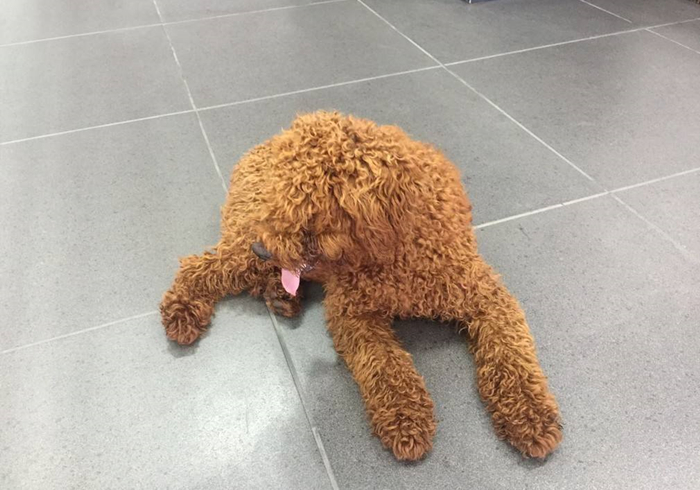 狗狗抽搐倒地不起哼哼叫还有救吗,狗狗呼吸急促四肢站不稳是什么病