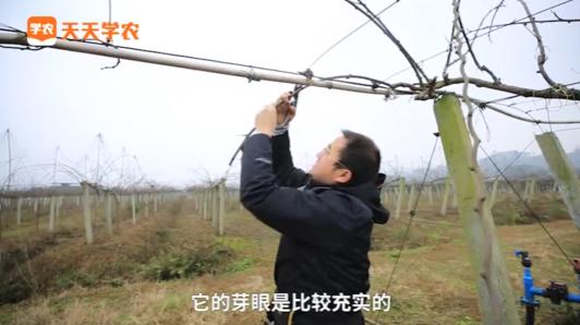 猕猴桃在北方冬季怎样管理和修剪,今年猕猴桃倒春寒几天