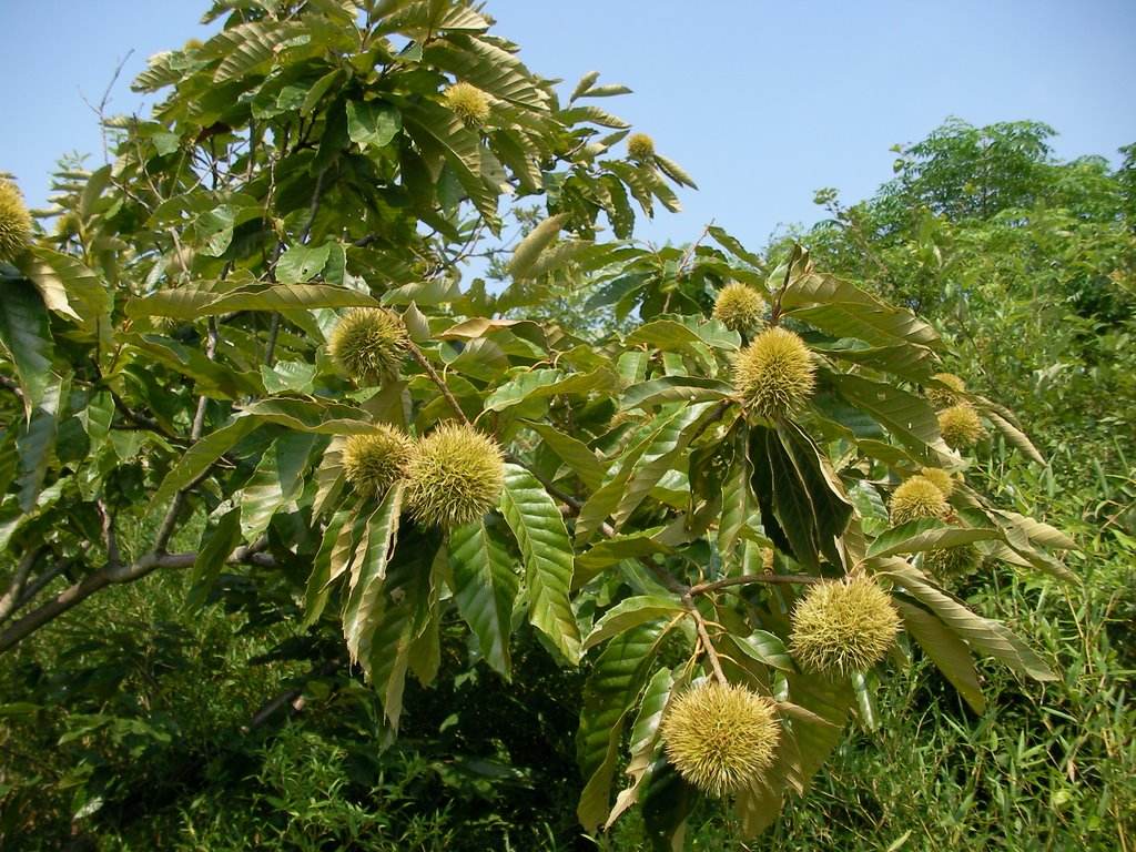 板栗怎么管理早结果多,板栗树枝枯萎是什么原因