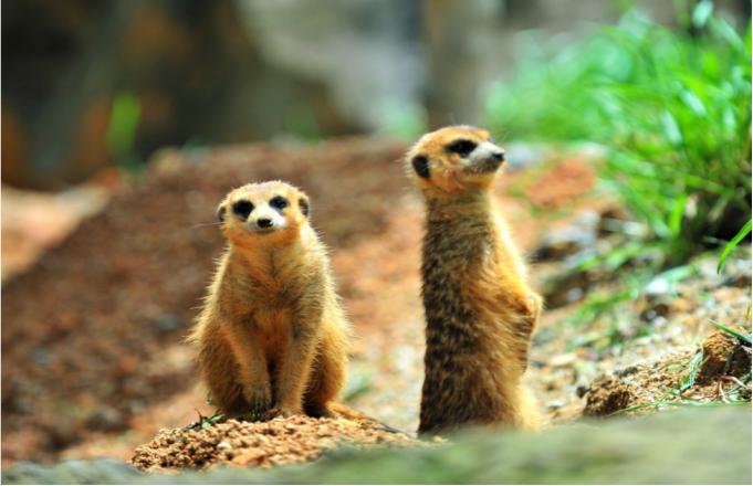 东部华侨城茵特拉根酒店特价套餐,东部华侨城套餐