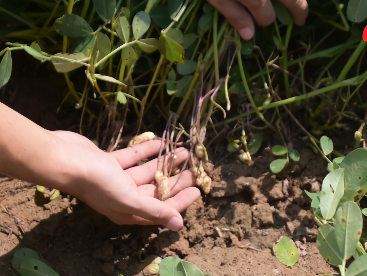 花生白绢病与茎腐病用什么药防治,治疗花生白绢病用什么农药最好用