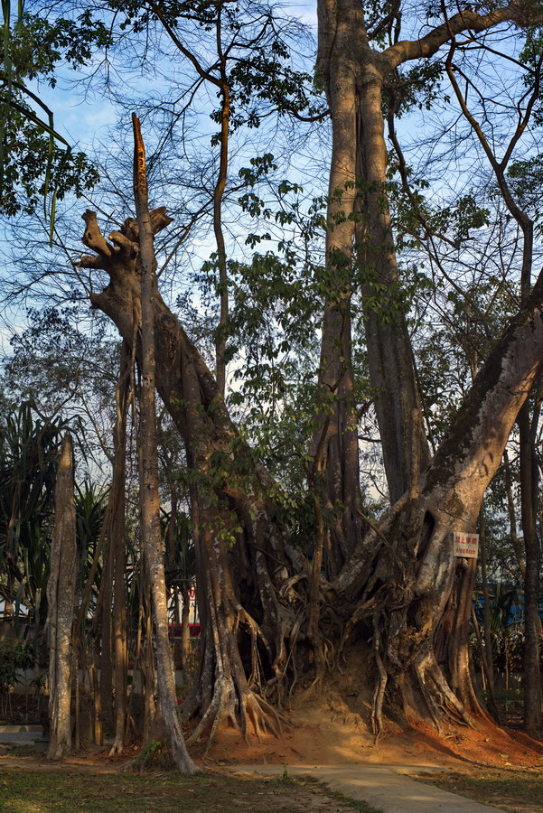 云南瑞丽攻略自由行,过年云南旅游攻略瑞丽