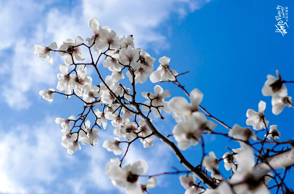 上海市市花白玉兰也叫玉兰花,白玉兰花是上海的市花吗