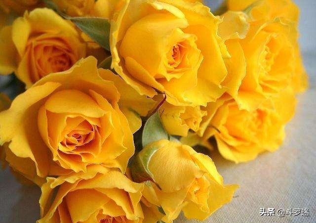 玫瑰花的寓意和作用,玫瑰花的寓意和风水