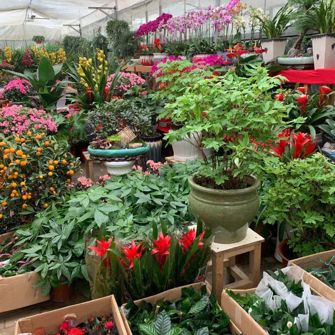 南京十大花鸟批发市场,南京最全的花卉市场
