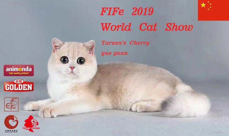 宠物猫粮销量上涨,猫粮一年卖9000万