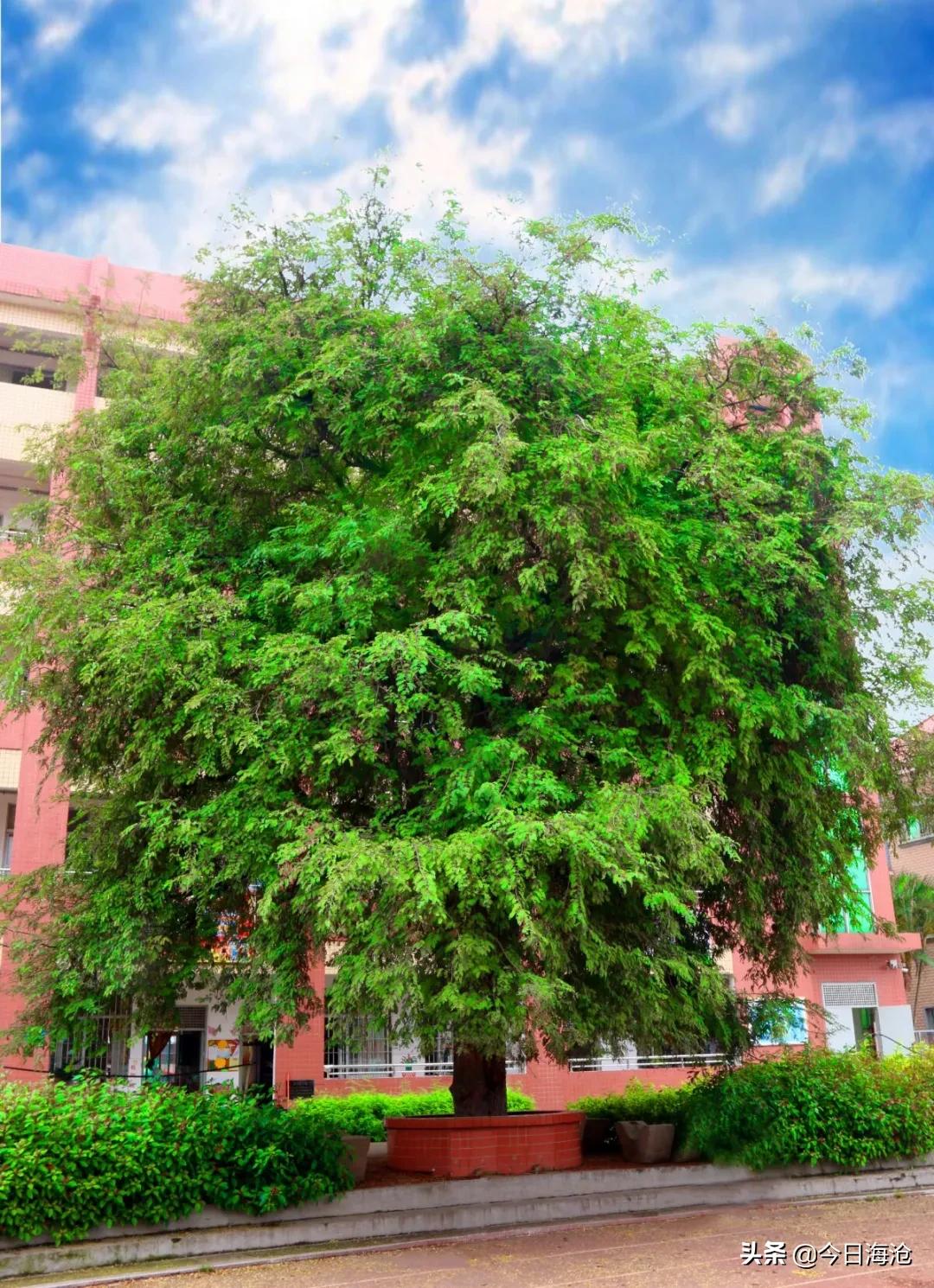 厦门鹭江新城小学,厦门规模最大的小学