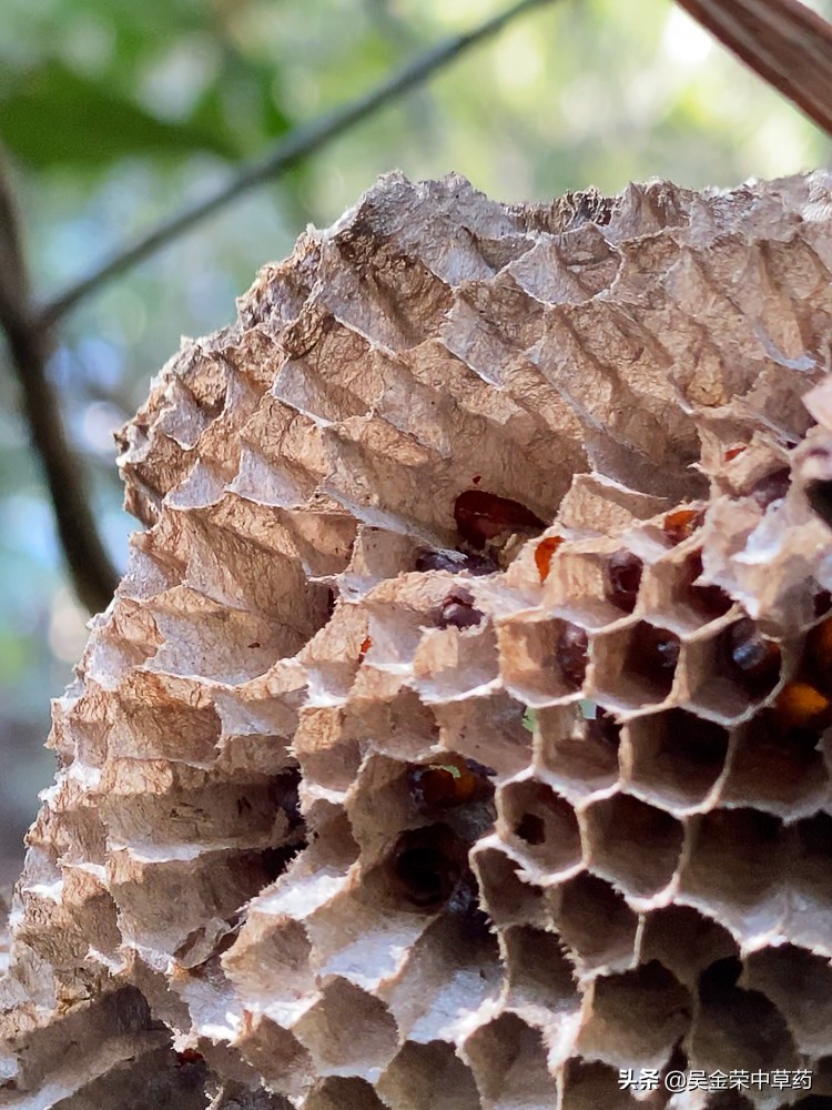 野生蜂巢的偏方用途有哪些,野生蜂巢能治病吗都能治哪些病