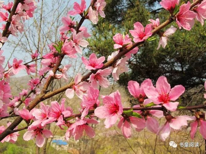 诗经国风周南桃夭赏析,诗经国风周南桃夭原文