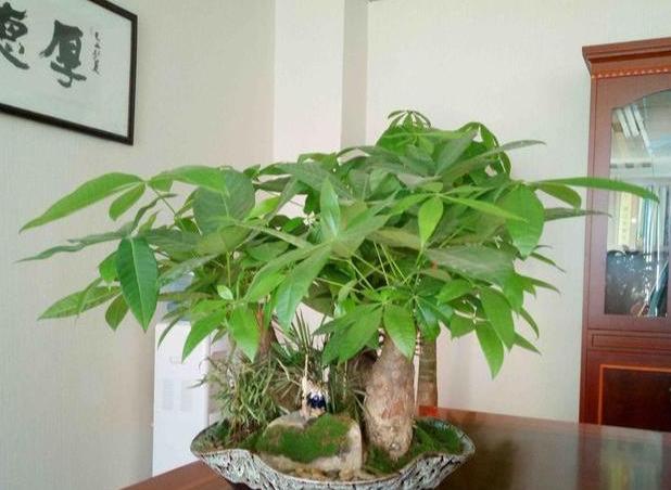 发财树头主干腐烂的救治方法视频,高大发财树主干腐烂怎么补救方法