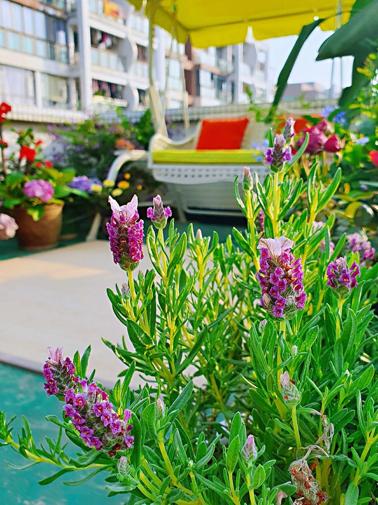 15平米露台改造成功案例,50平方楼顶改造露台和花园