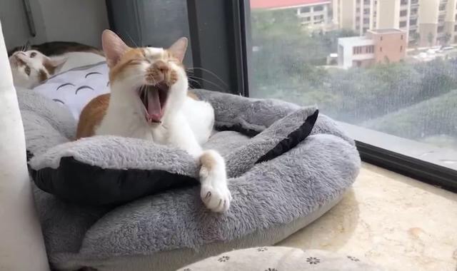 为什么猫咪一直对什么都不感兴趣,猫咪不开心的时候会有什么表现