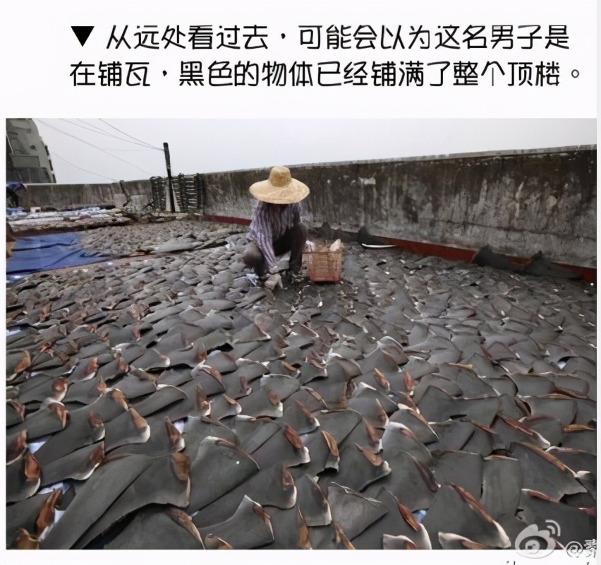 鱼翅是什么玩意儿,鱼翅是啥玩意儿