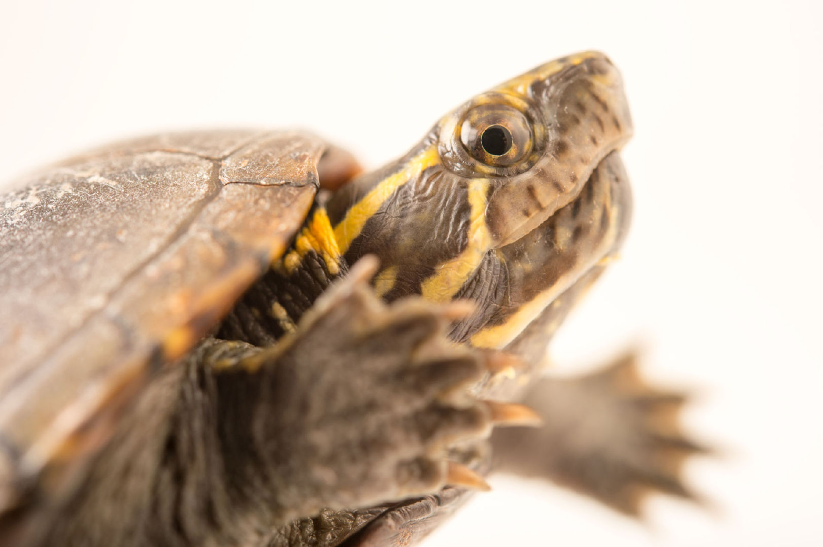 匠志萌宠乐园教学,匠志萌宠