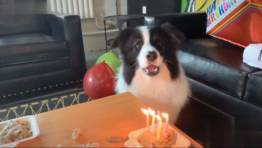 边牧聪明翻车,边牧聪明为什么边牧不当警犬