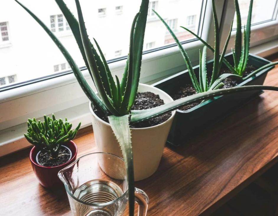 芦荟黄叶烂根,芦荟烂根黄叶