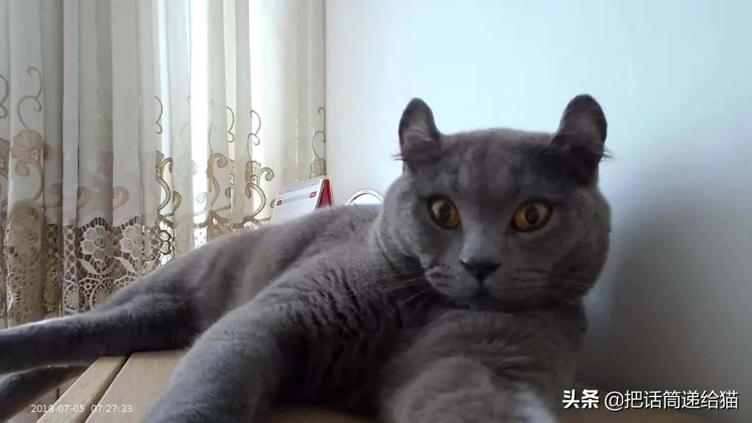 兔耳朵猫：我那么努力，就是为了能跟你永远在一起