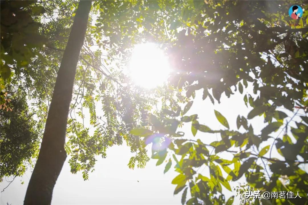 快看！前方发现一座宝藏山头，神似“班章”，却有自己的独特之处