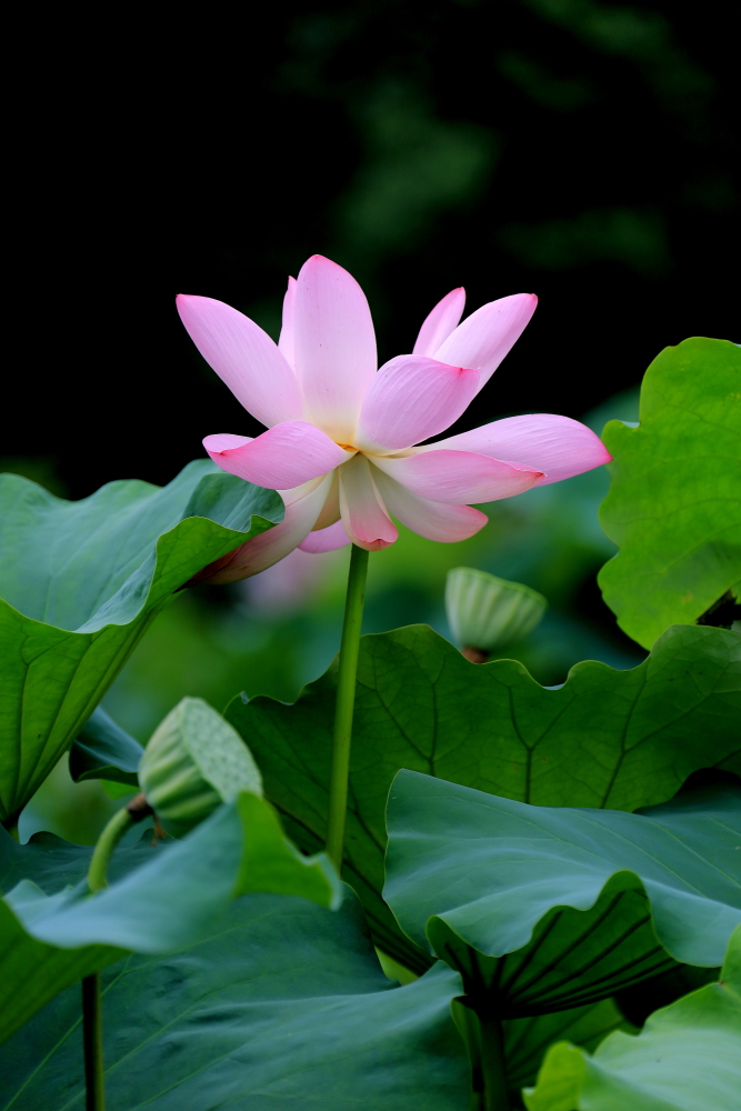 荷花朵朵；青山吹奏-《绿岛小夜曲》「F调」半音阶口琴演奏