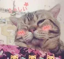 猫咪发情那些事，发情的猫咪都有什么表现呢？