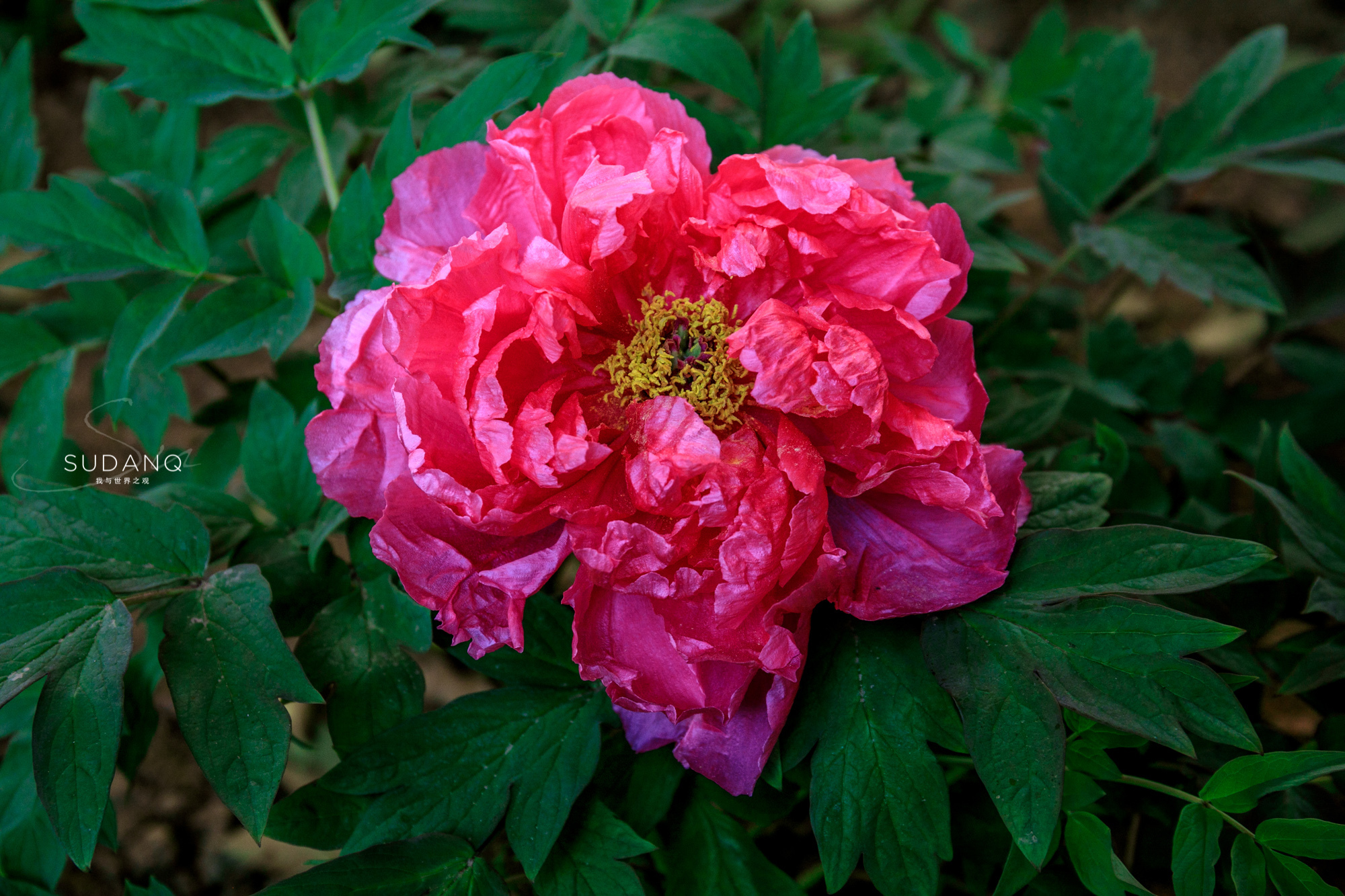 洛阳牡丹甲天下还有吗,洛阳牡丹甲天下的美景