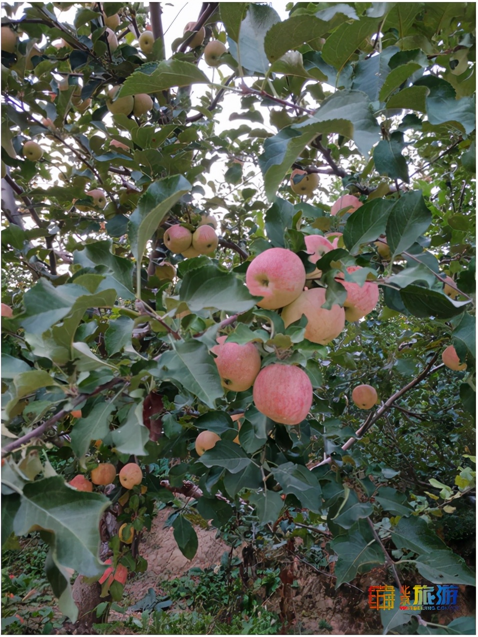 脆甜苹果新鲜水果,脆甜的苹果有什么品种