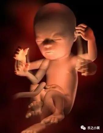 孕期胎儿成长图鉴,孕期胚胎成长图片