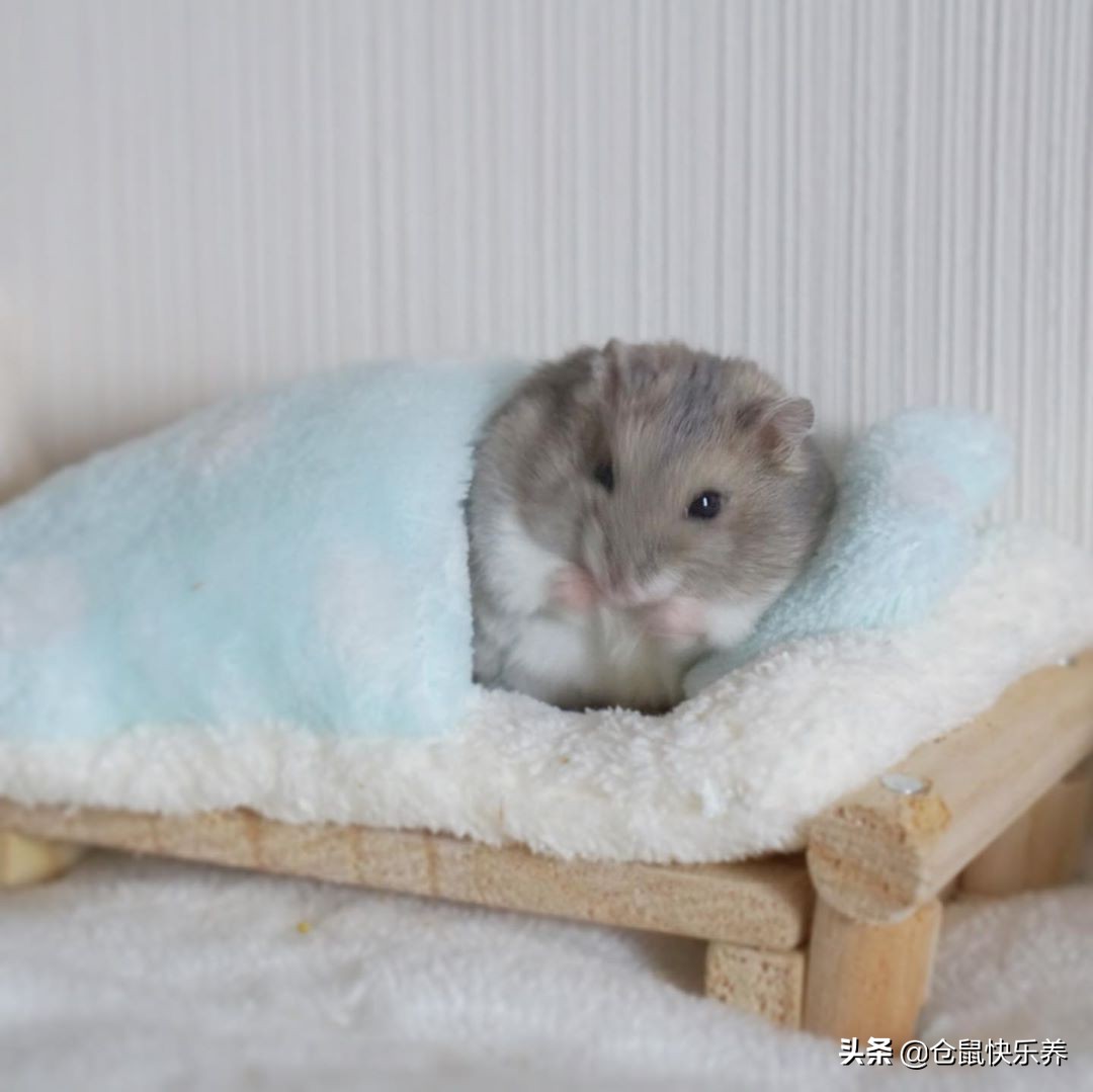 仓鼠什么时候才能住凉快的小窝,仓鼠冬天需要一个温暖的窝吗