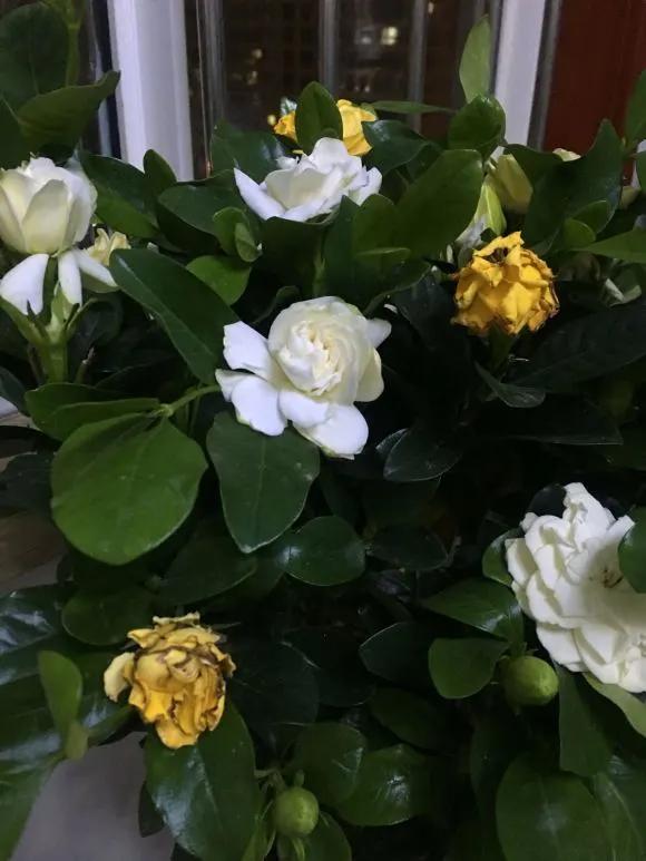 3种药片养花有“奇效”，浇水溶1片，叶绿根壮，比花肥厉害