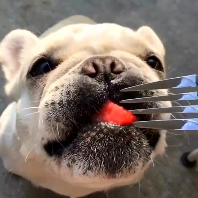 如何看法斗是不是纯种,法斗血统啥意思