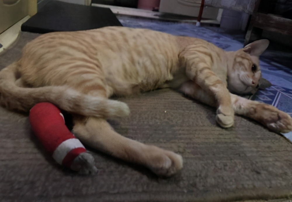 猫咪化脓的伤口要怎样才愈合的快