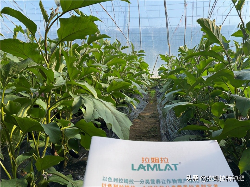 茄子有紫花病毒下茬还能种吗,茄子紫花病毒怎么防治