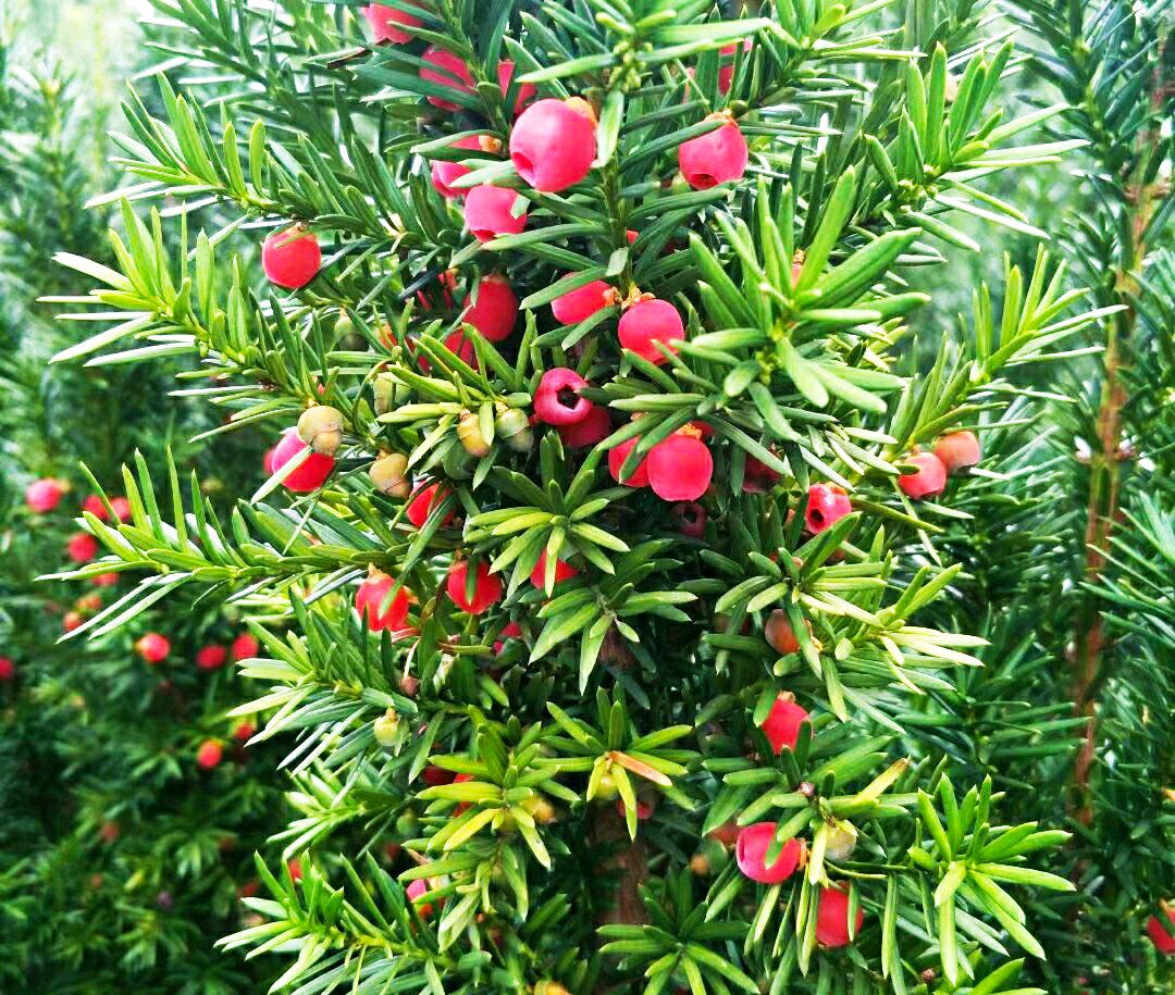 红豆杉黄叶掉叶是怎么回事,红豆杉有黄叶是什么原因