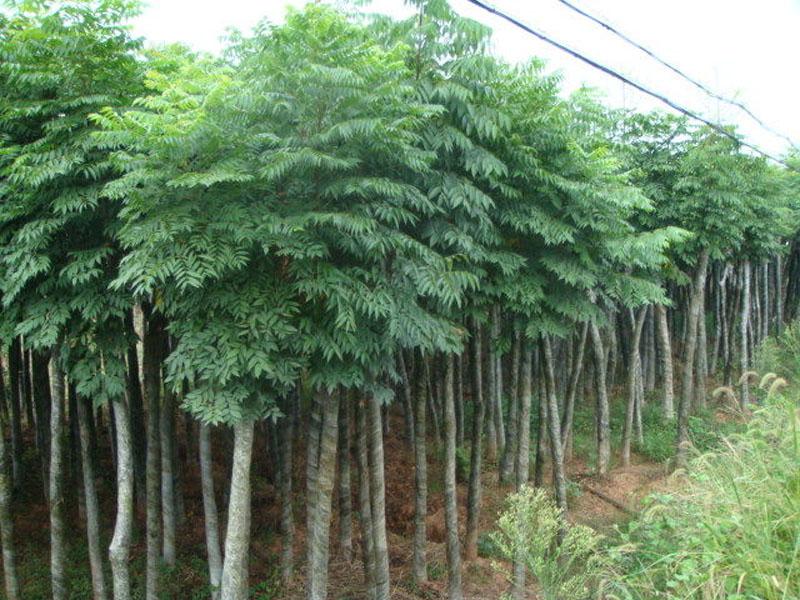 栾树蚜虫有什么危害,栾树蚜虫会长在其他树上么