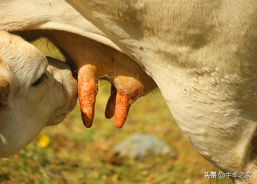 犊牛常见疾病成因与防治措施的书,初生犊牛主要疾病