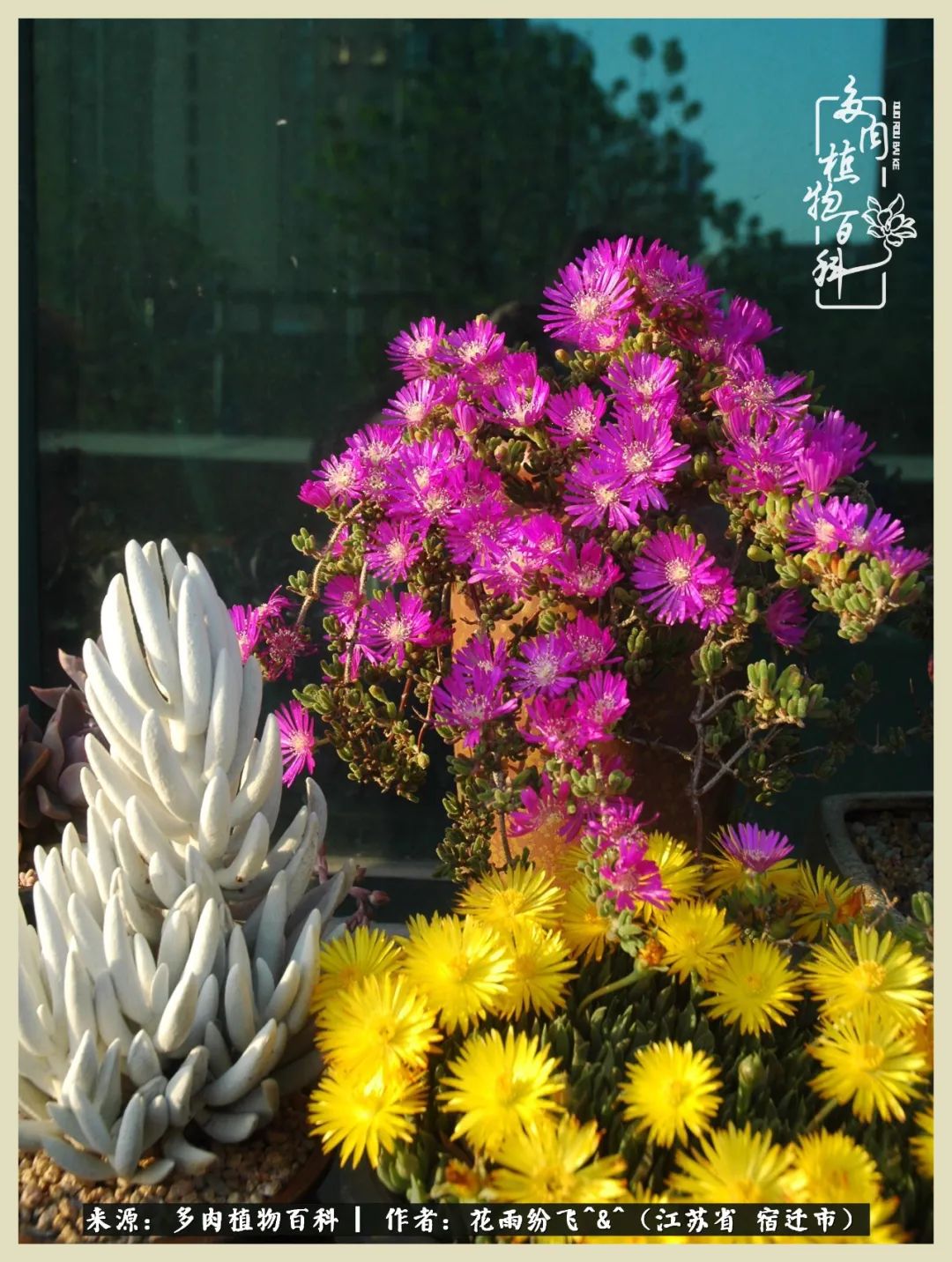 我家老臧：从反对到爱屋及乌的多肉守护人