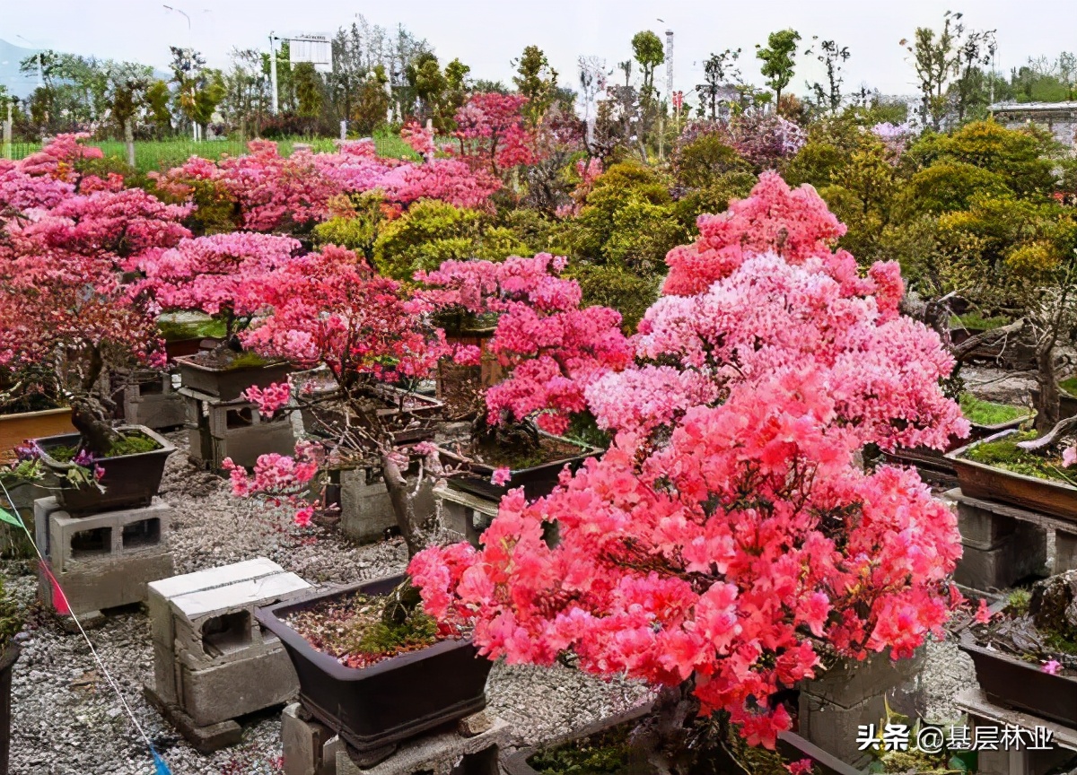 映山红下山老桩怎样才能成活,怎样判断映山红下山桩完全成活