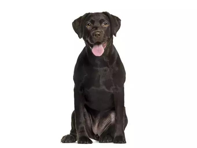 美国家庭都养什么犬,美国人喜欢养什么猛犬