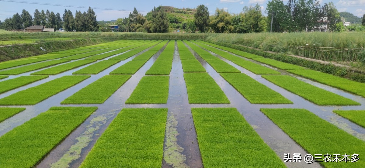 大户承包流转费930元,每亩土地出租可取得1000元收益