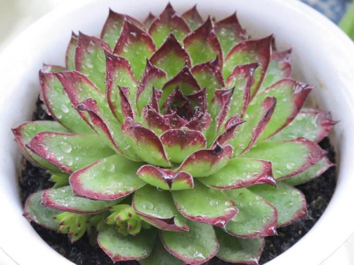 8月份养蟹爪兰要注意什么,8月份养兰花怎样管理呢