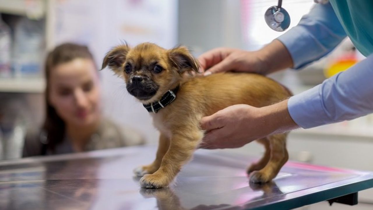 狗狗先天性隐睾手术后有后遗症吗,隐睾是什么毛病狗狗