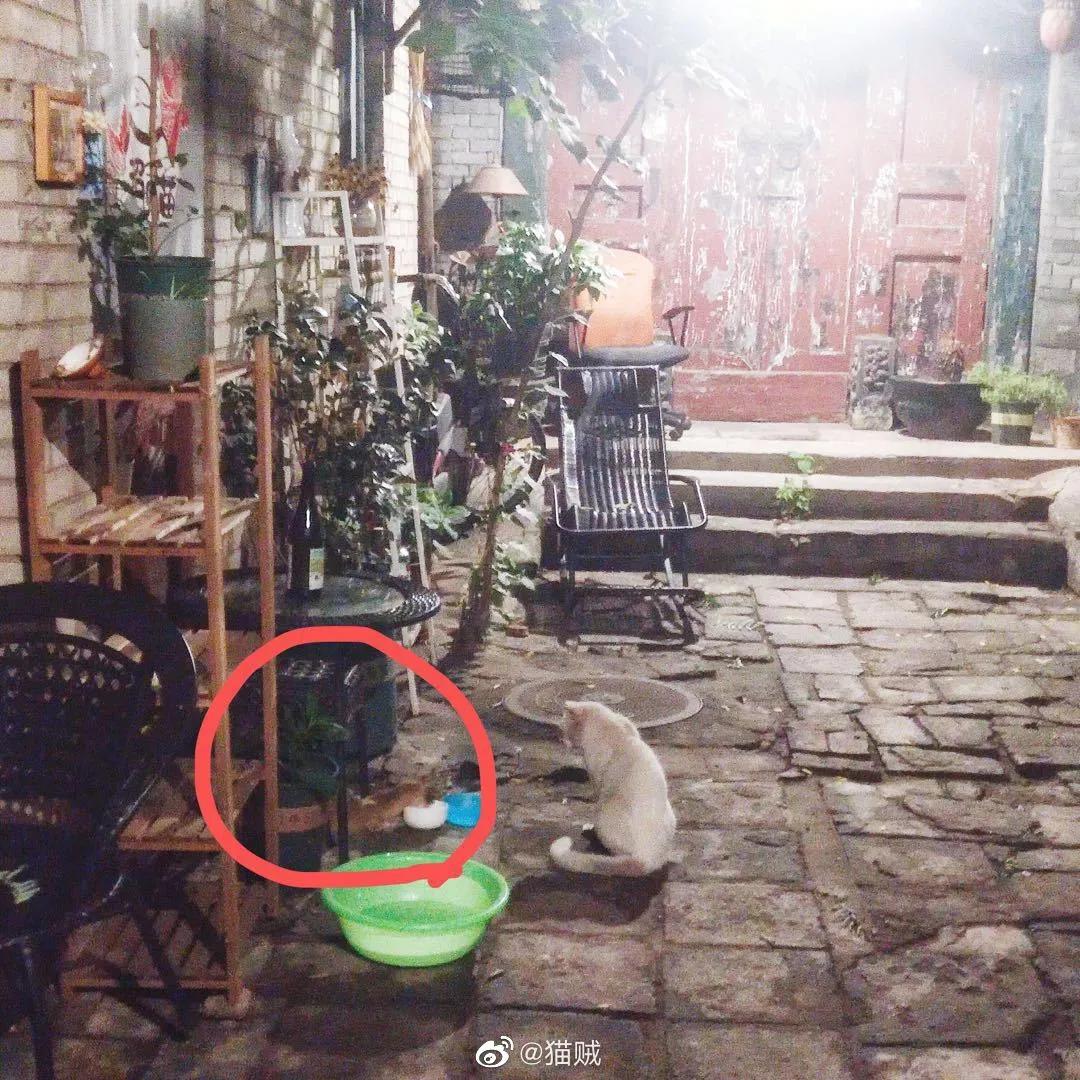 北京的黄鼠狼,北京市区黄鼠狼