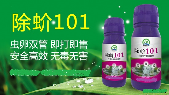 介壳虫根除需要灌根用啥药,杀灭花卉介壳虫最有效的方法