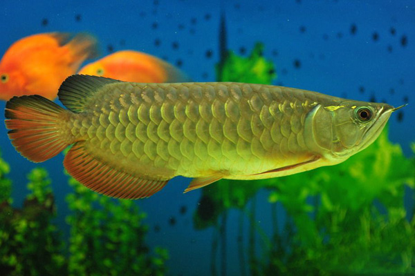 金龙鱼为什么价格便宜,金龙鱼跟红龙鱼哪个贵