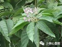 中药图片大全名称,中药图片大全带药名高清