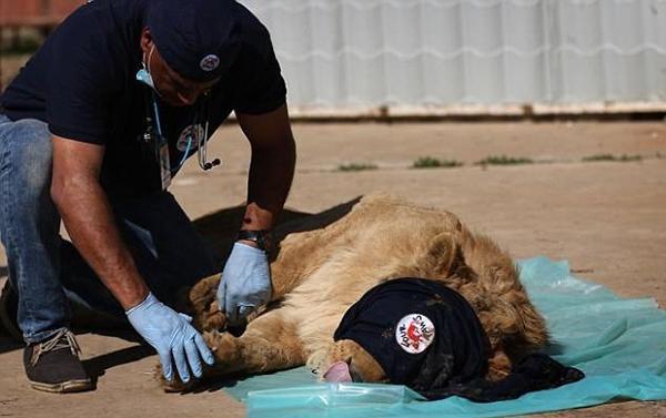 三米长的眼镜王蛇闯入家里,3米眼镜王蛇闯进民宅