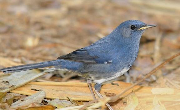 东江揽胜,惠州淡水常见鸟类图谱