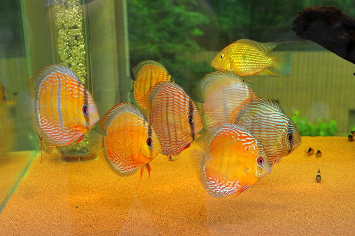 七彩神仙爱好者,野生七彩神仙开口